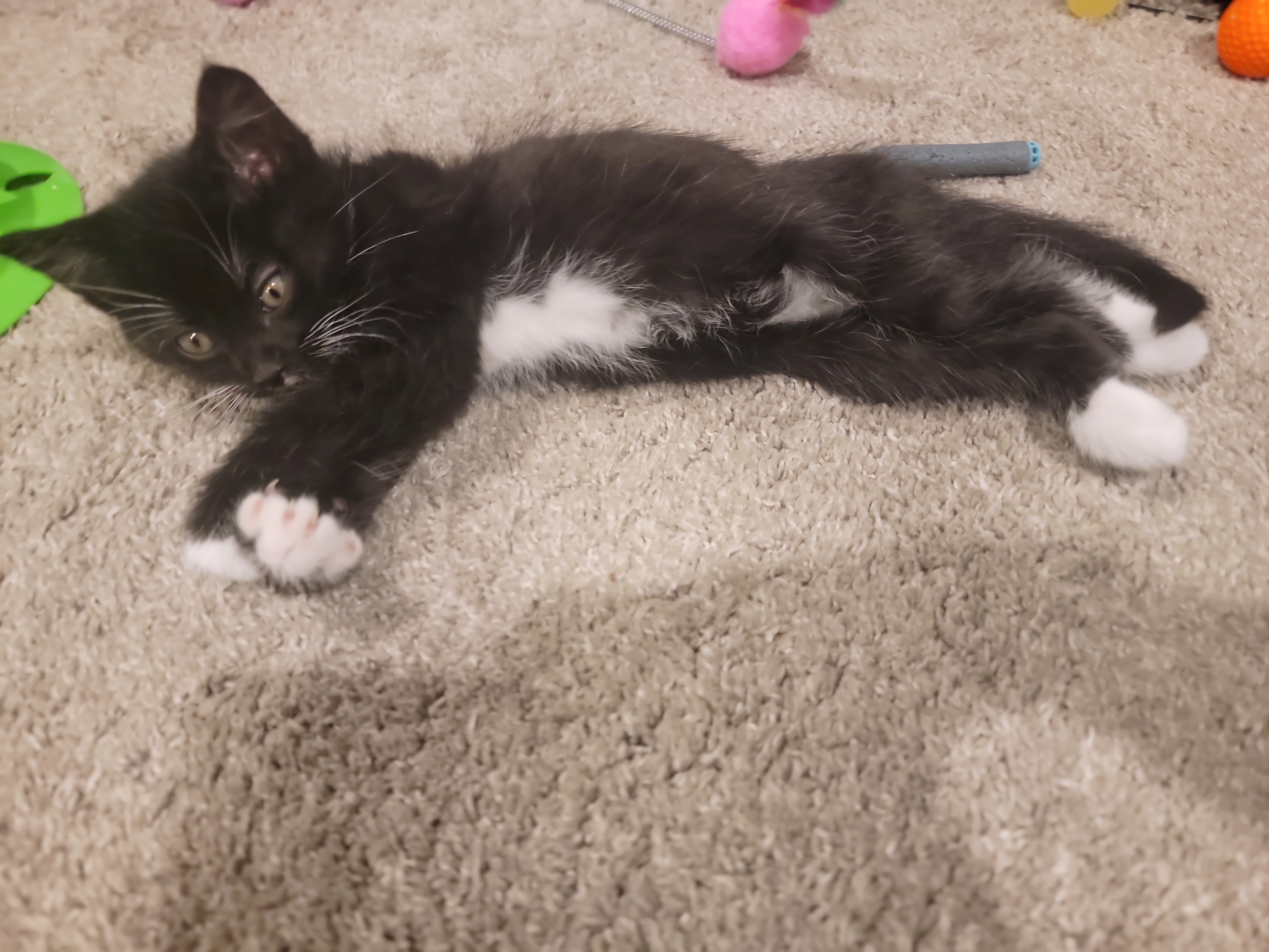 Picture of the Animal Listed