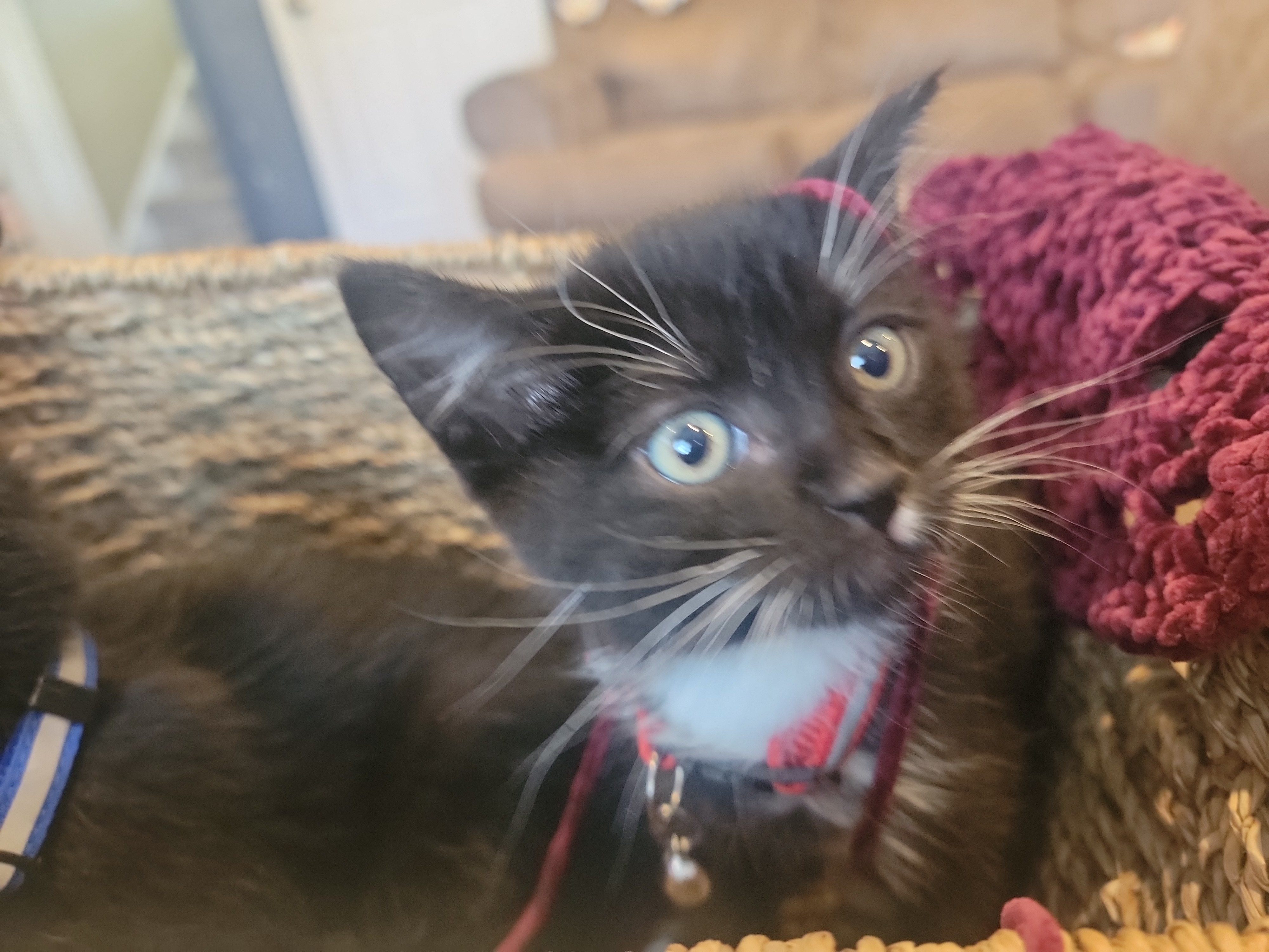 Picture of the Animal Listed