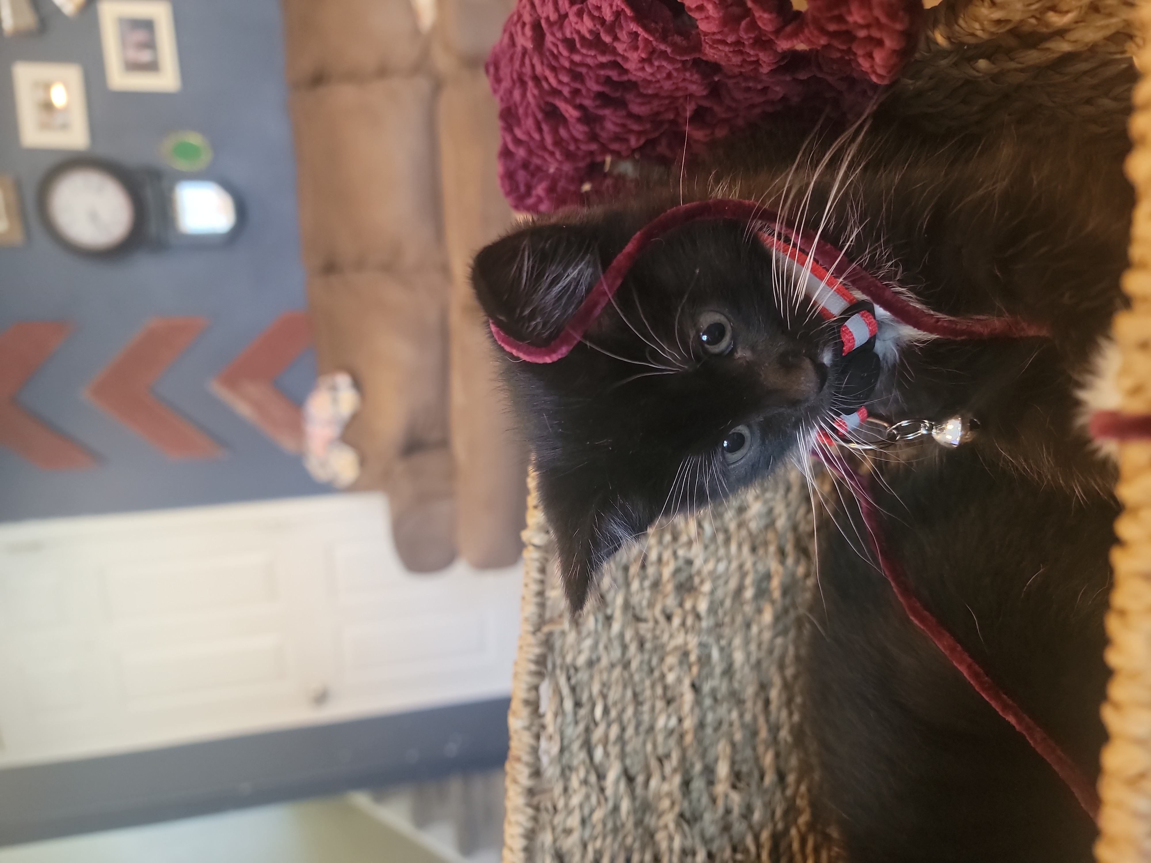 Picture of the Animal Listed