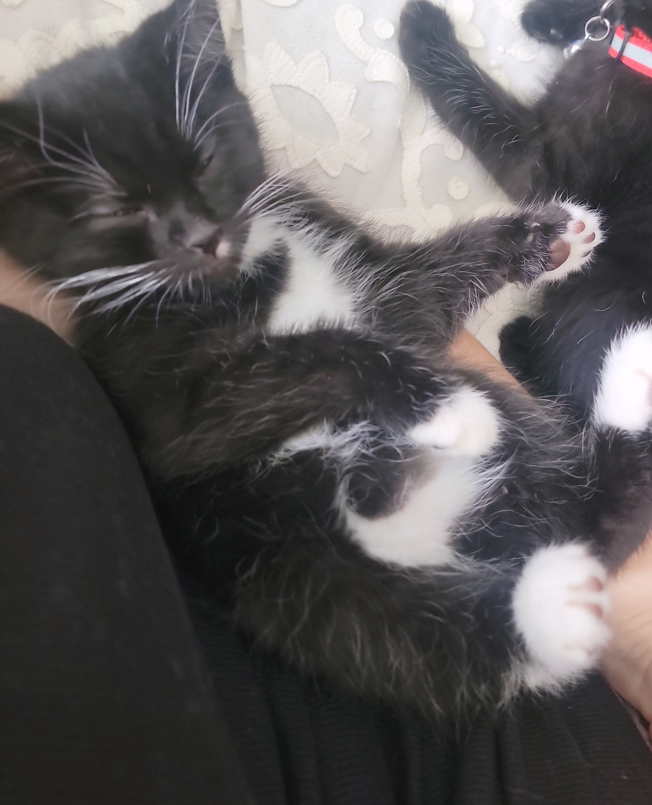 Picture of the Animal Listed