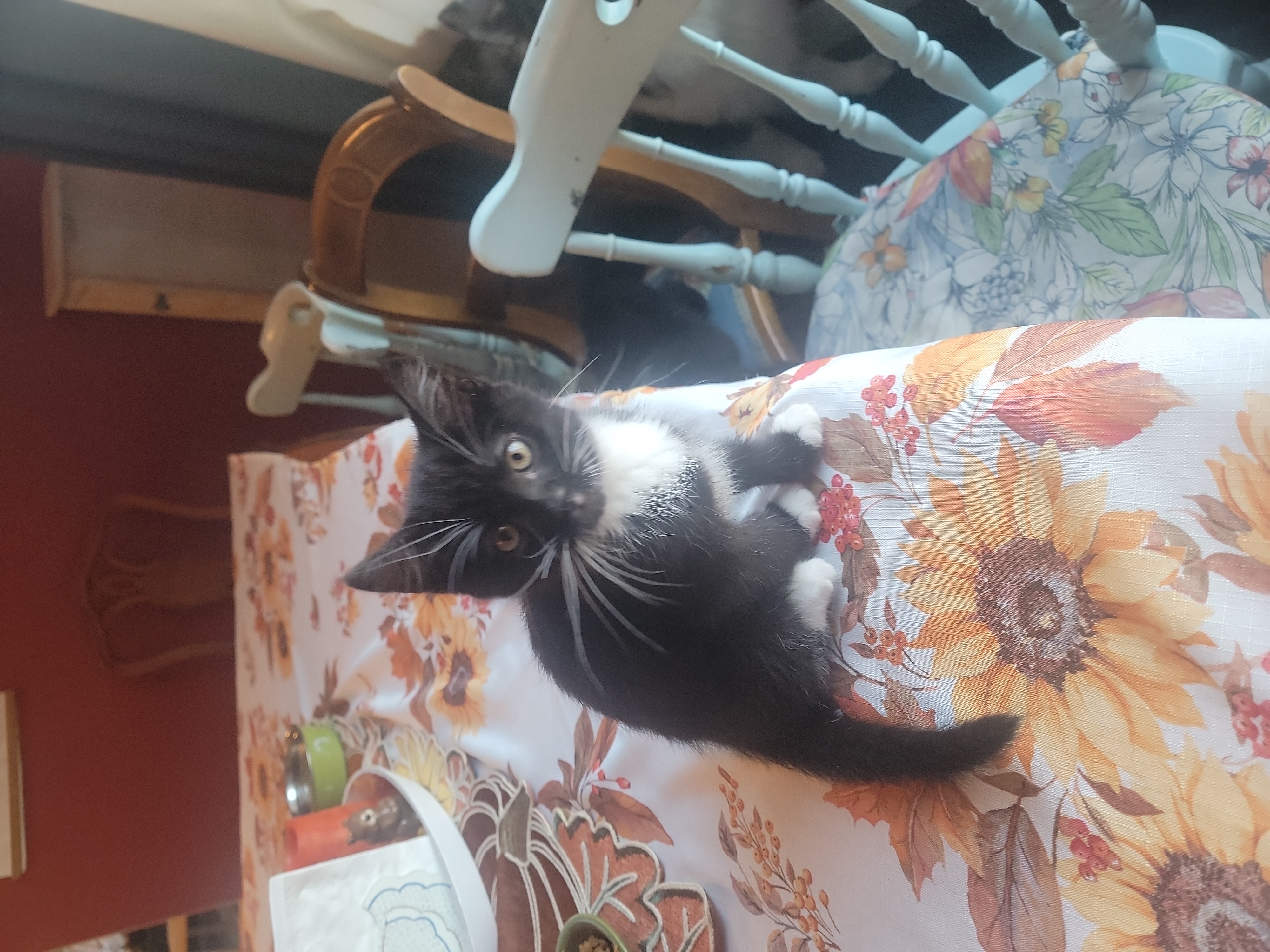 Picture of the Animal Listed