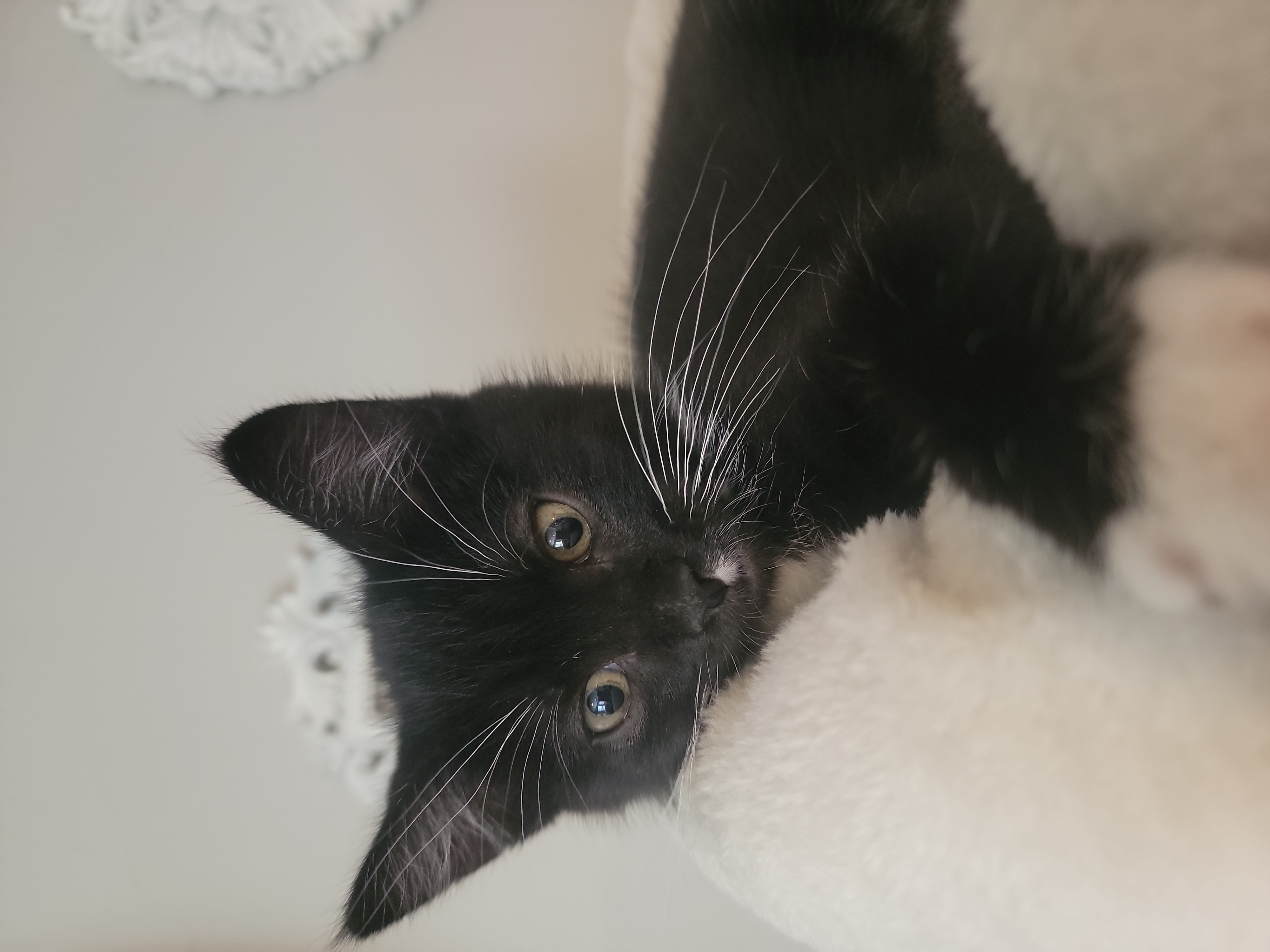 Picture of the Animal Listed