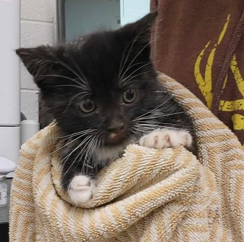 Picture of the Animal Listed