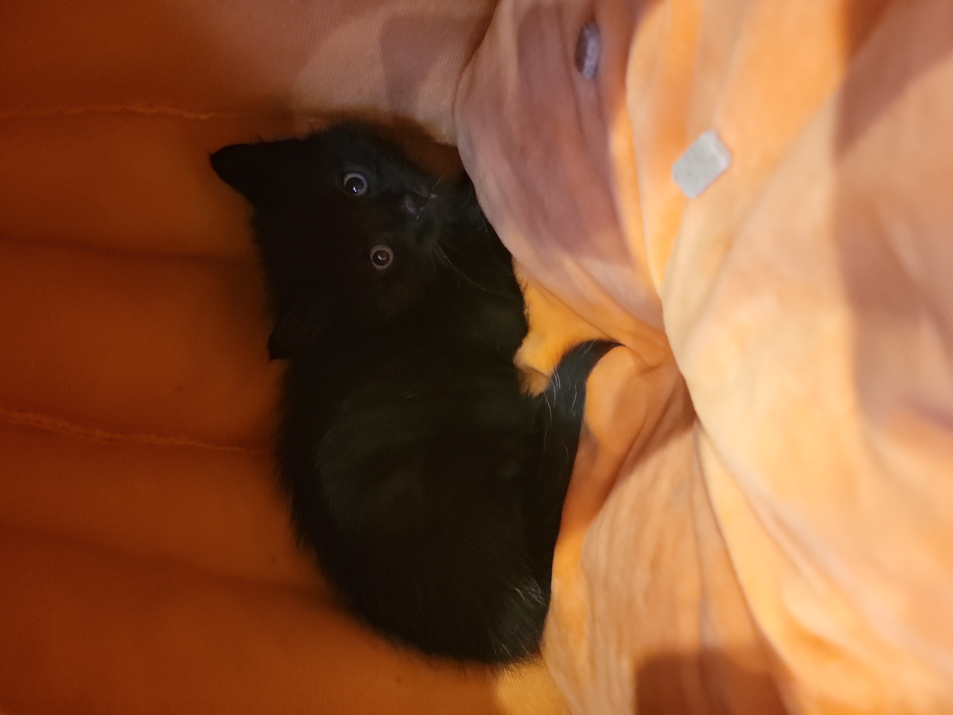 Picture of the Animal Listed