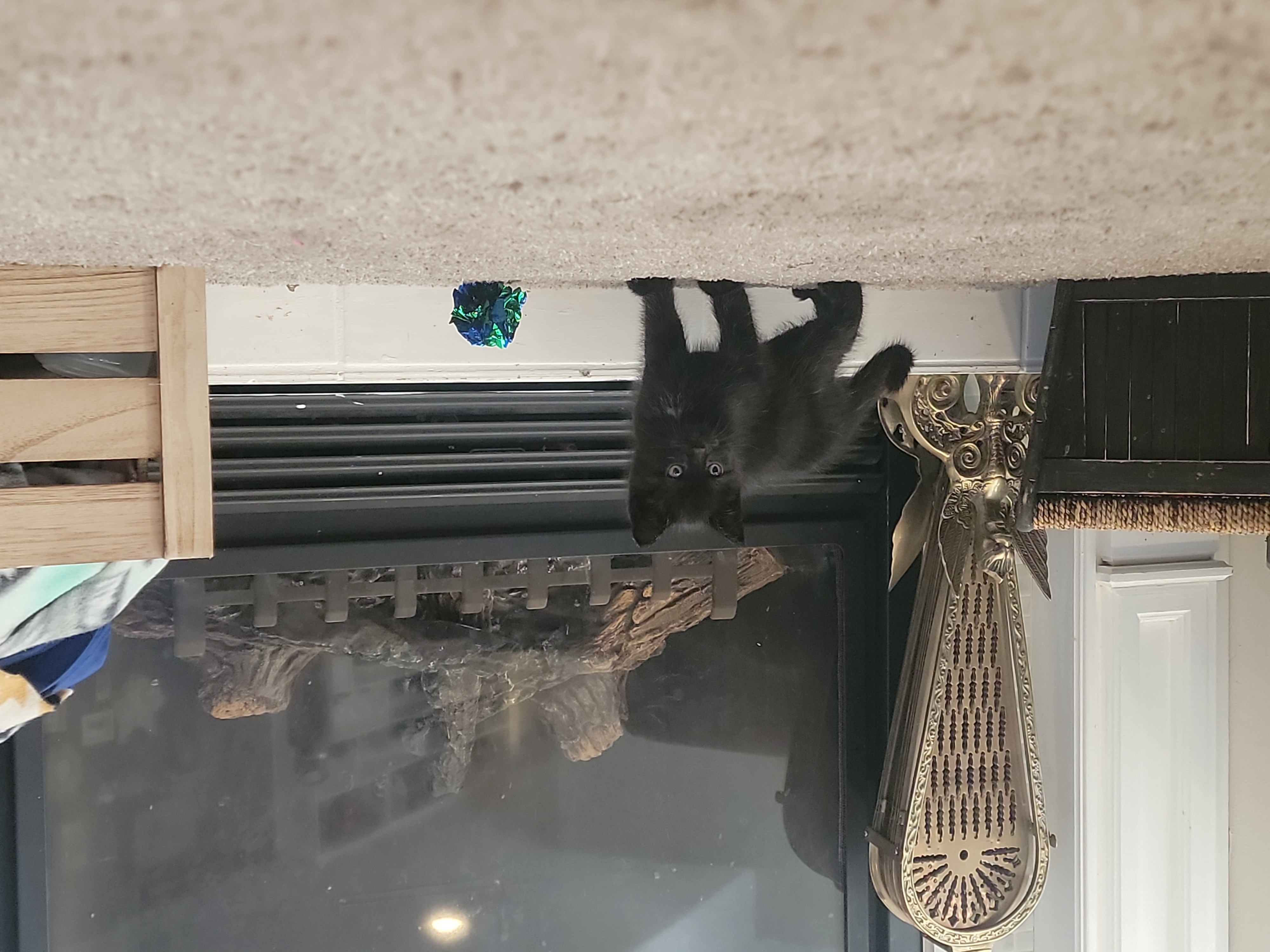 Picture of the Animal Listed