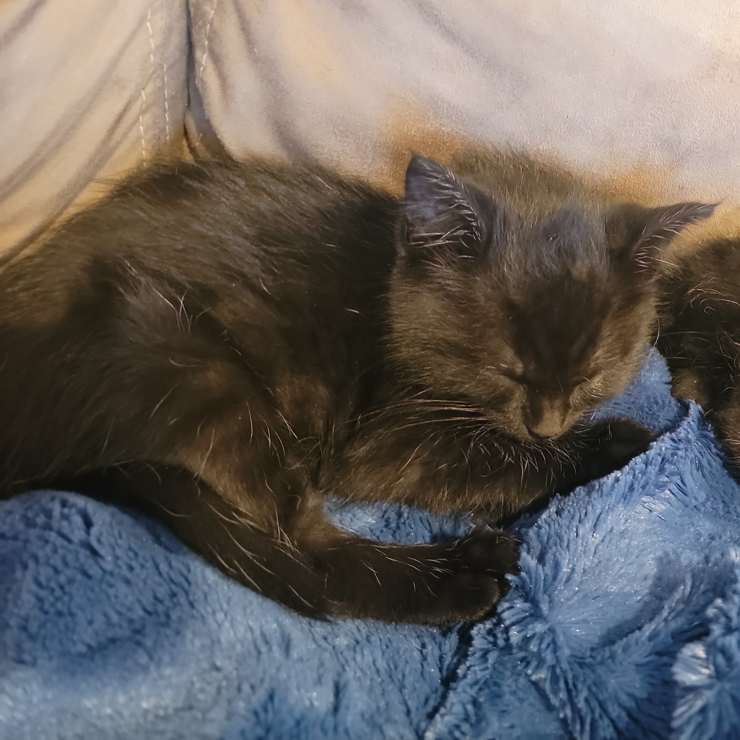 Picture of the Animal Listed