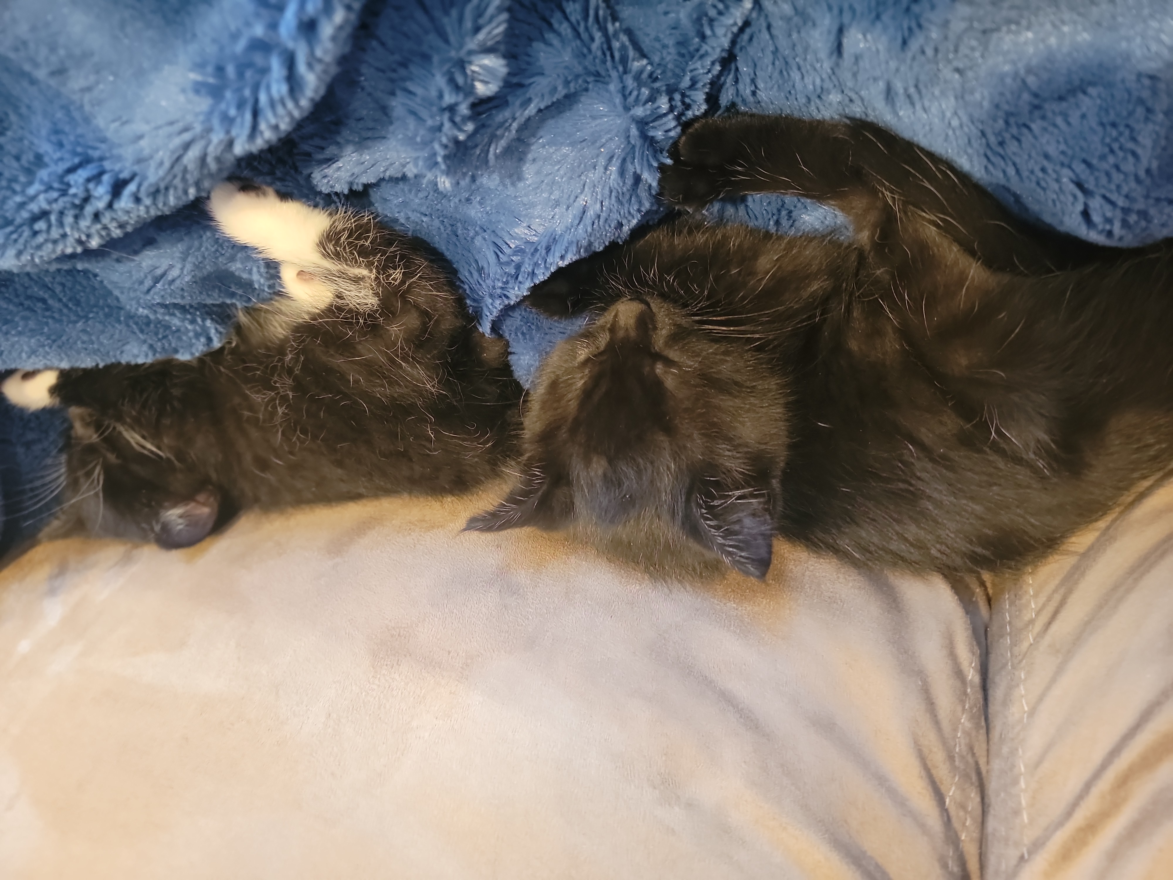 Picture of the Animal Listed