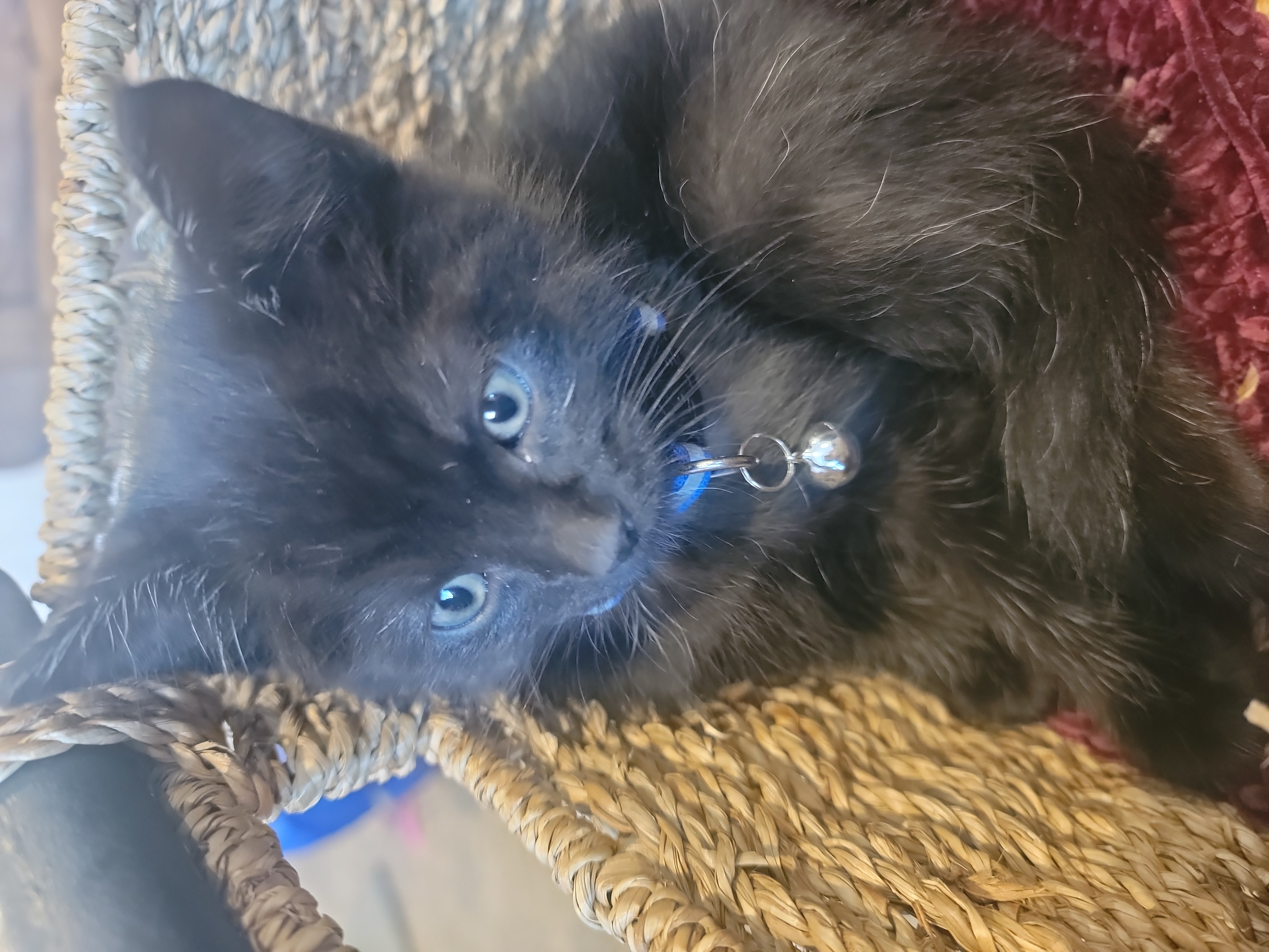 Picture of the Animal Listed