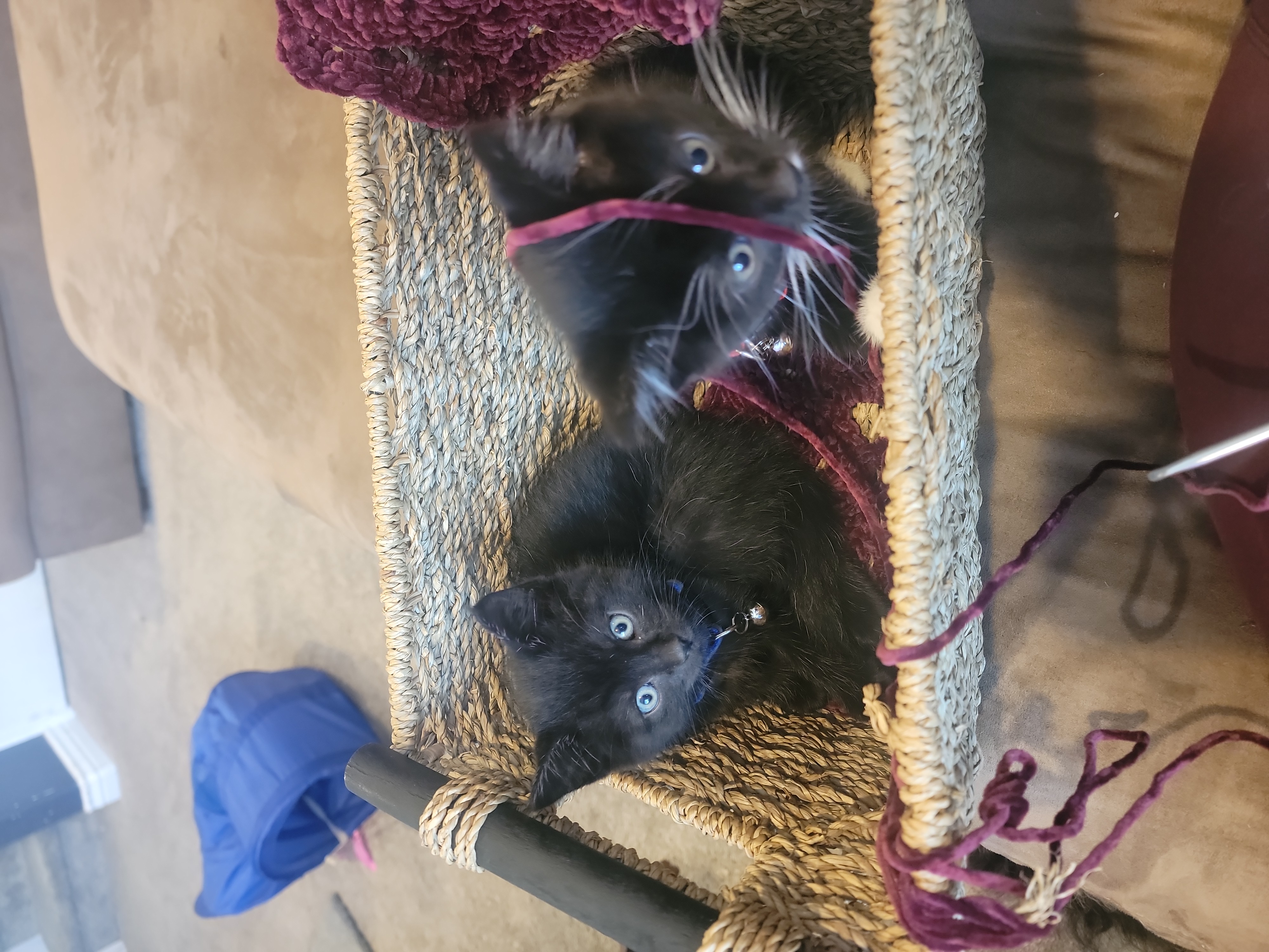 Picture of the Animal Listed