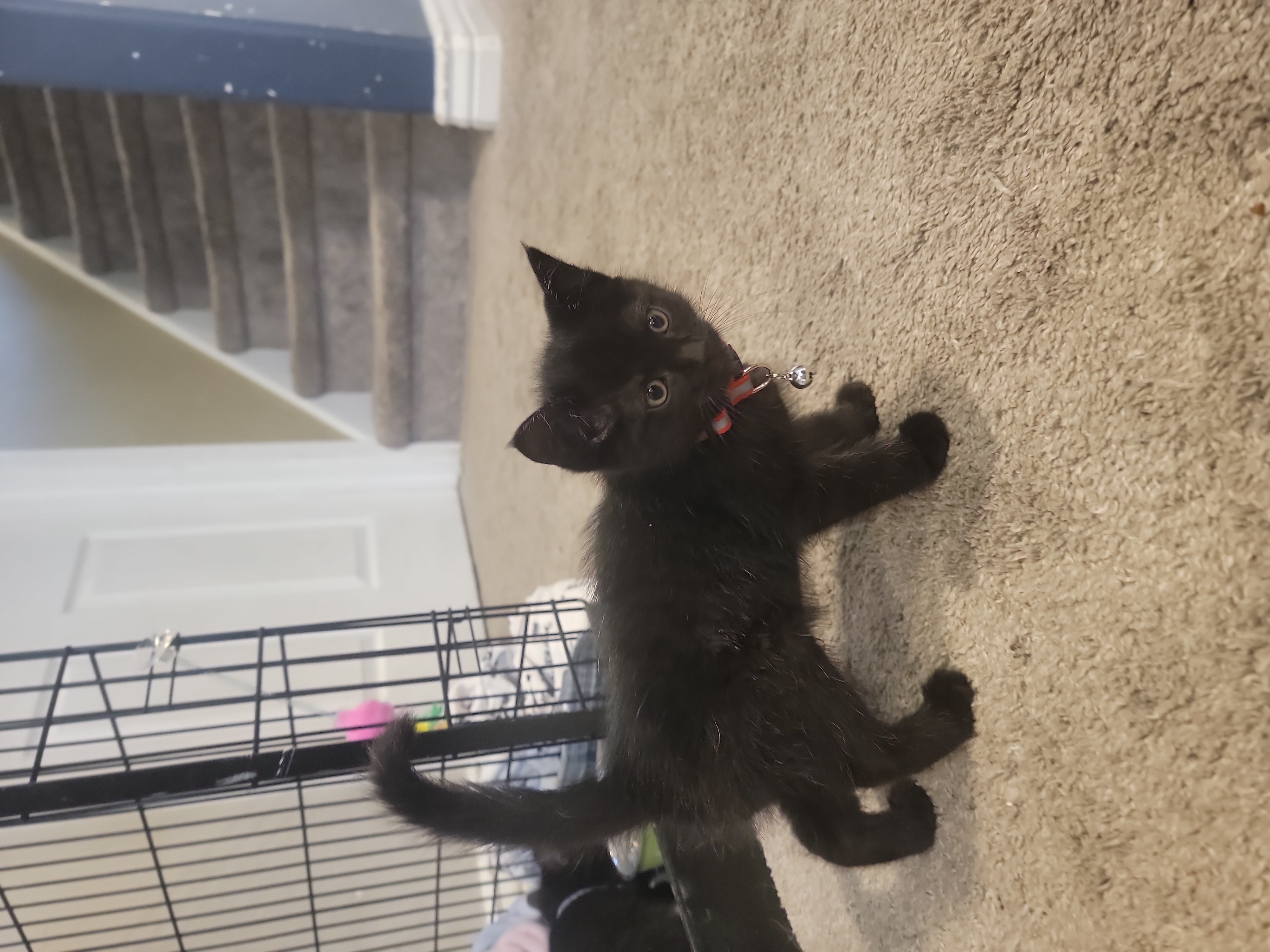 Picture of the Animal Listed