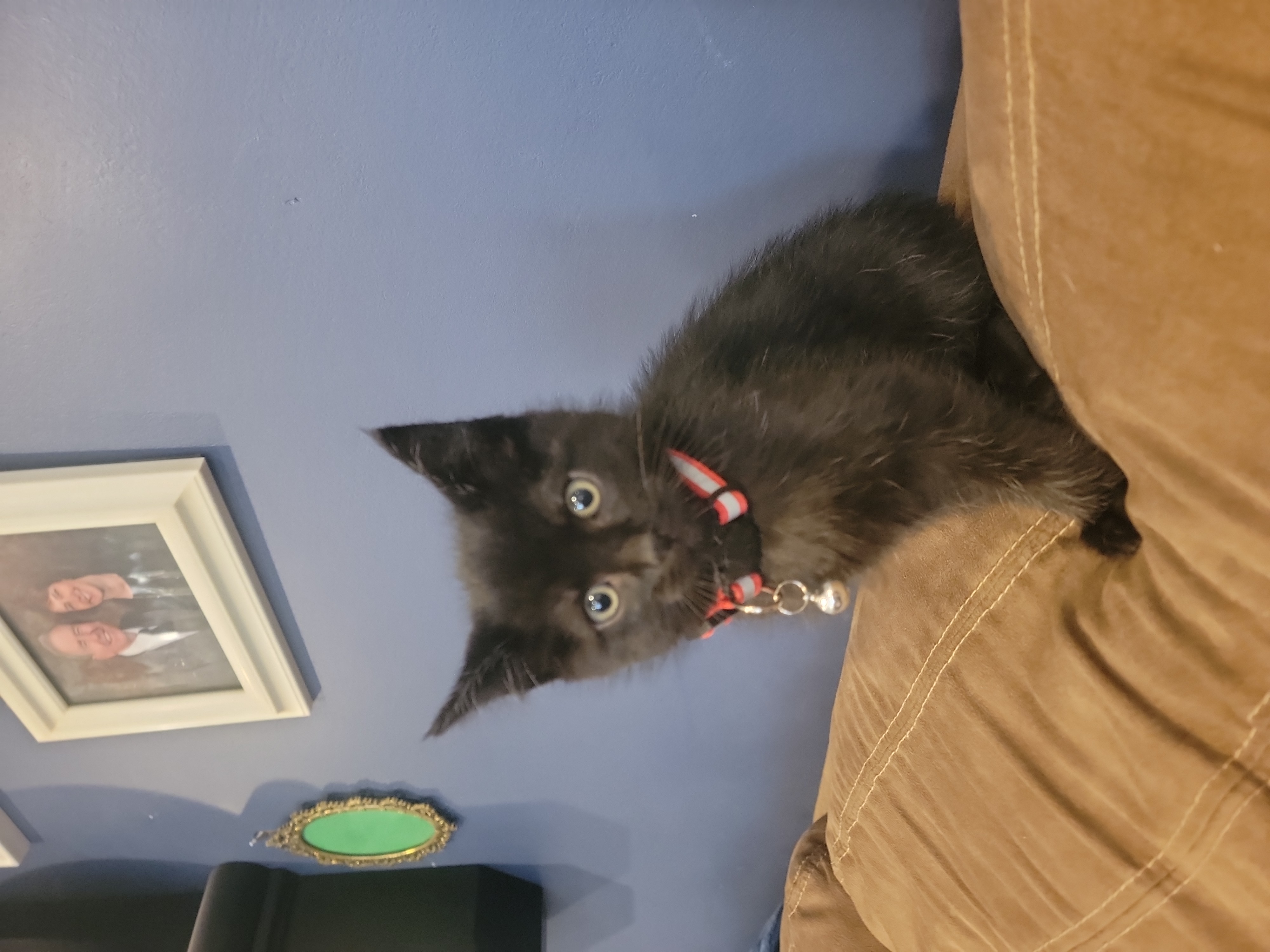 Picture of the Animal Listed