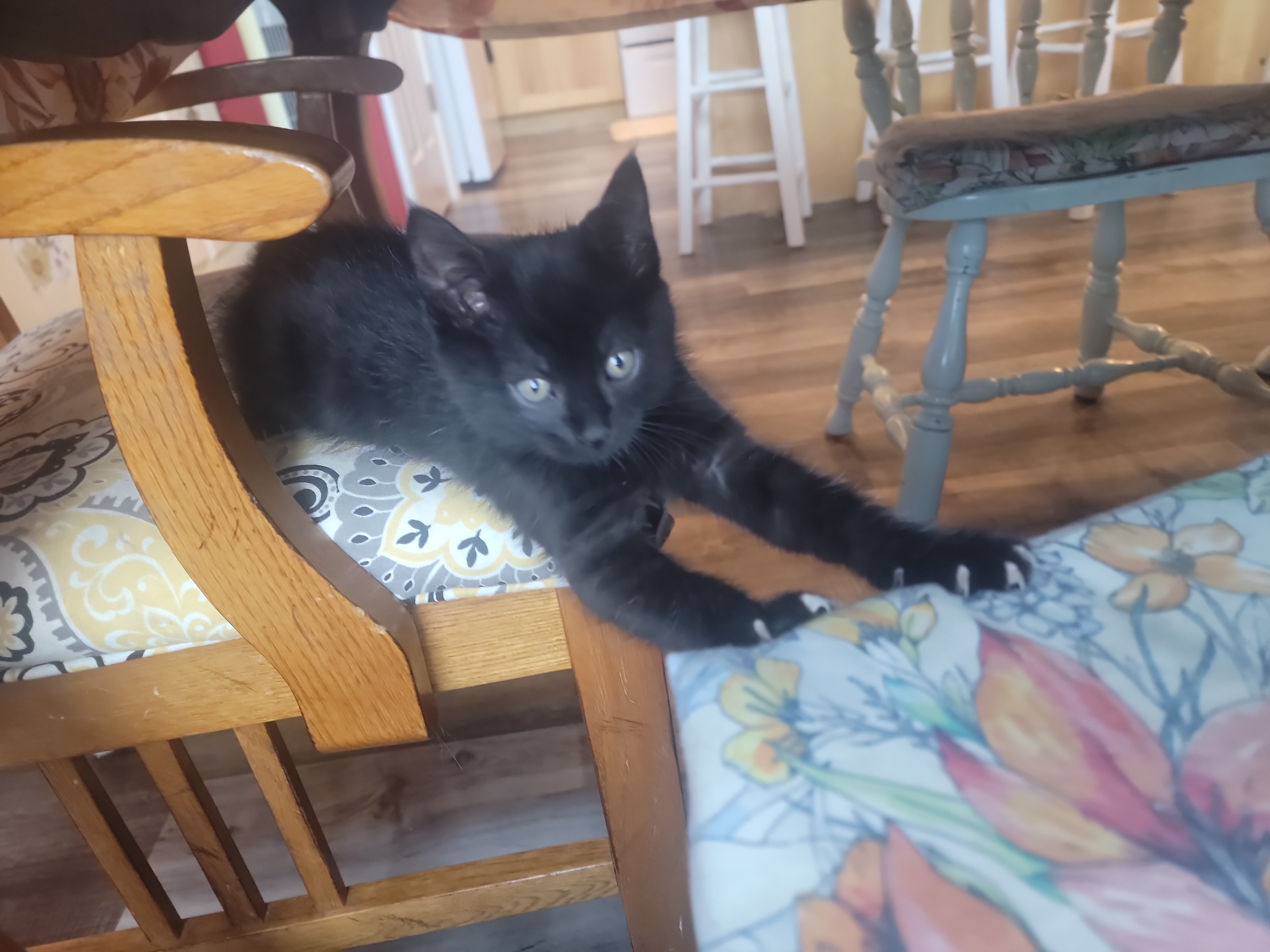 Picture of the Animal Listed