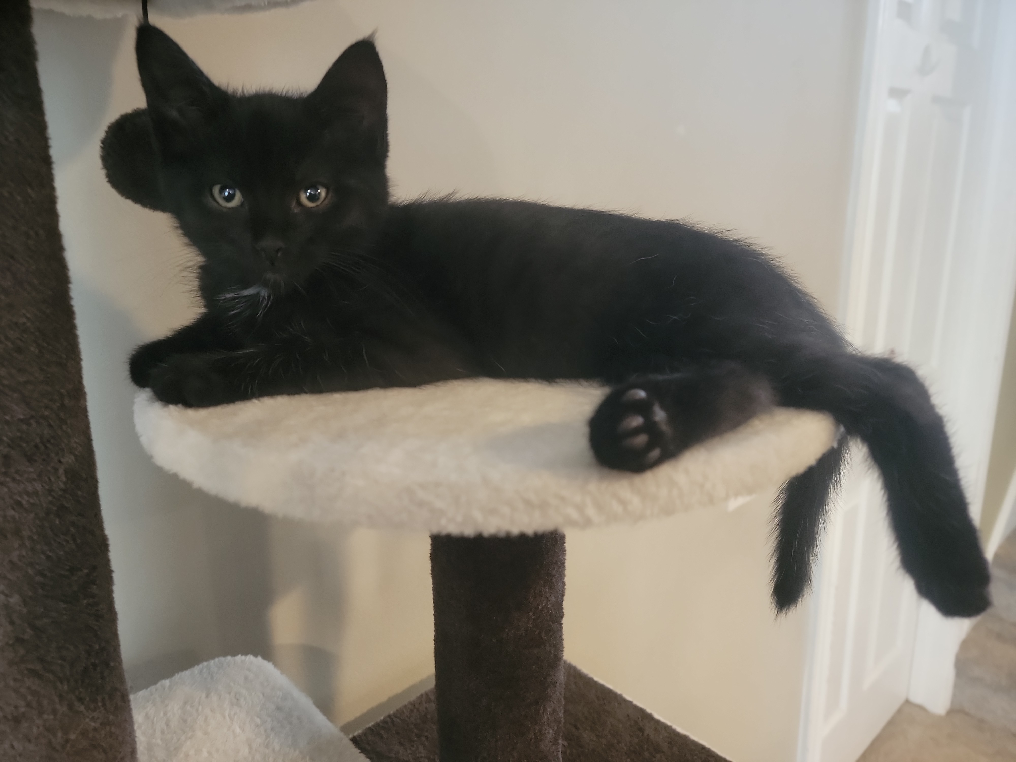 Picture of the Animal Listed