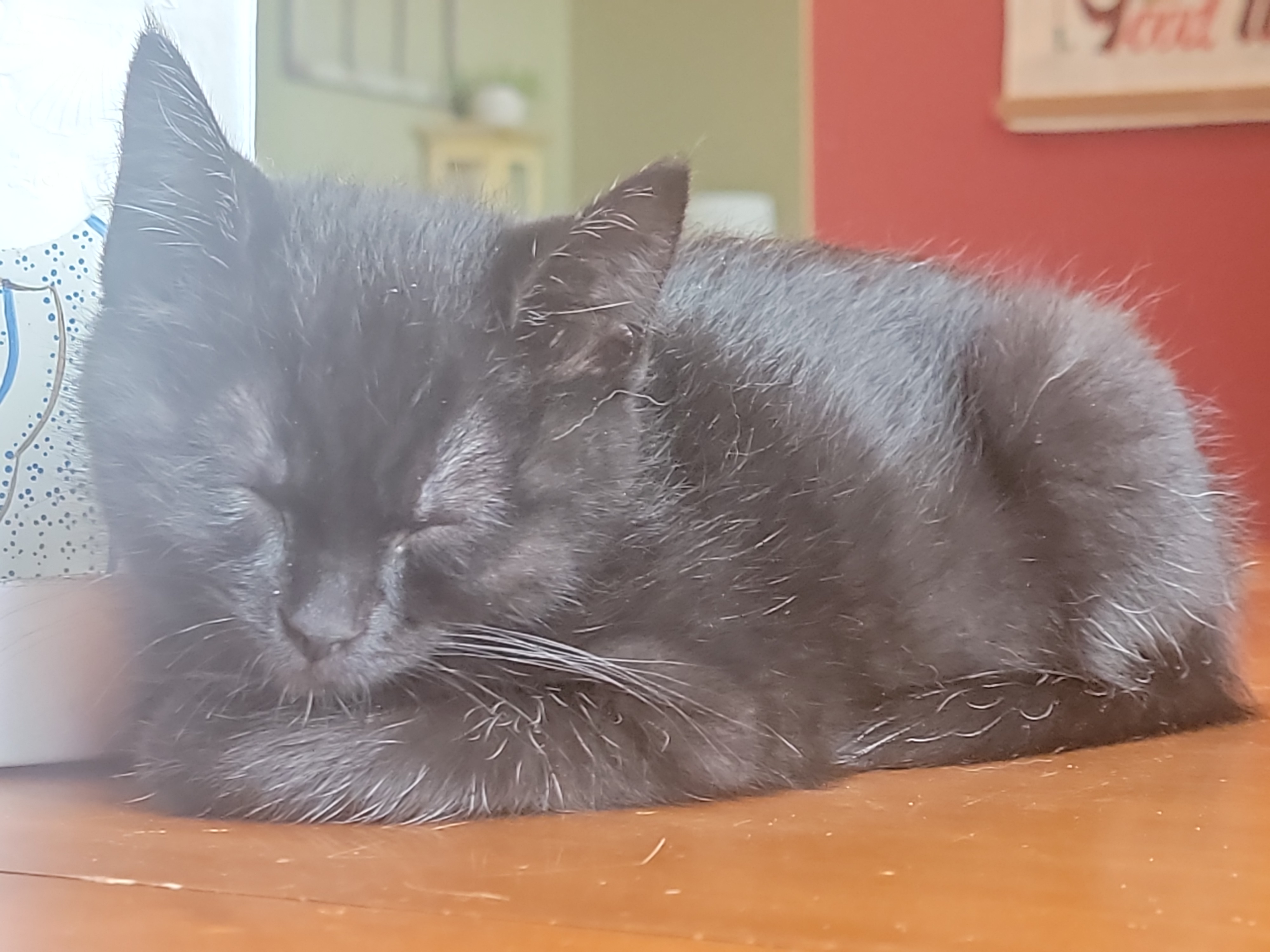 Picture of the Animal Listed