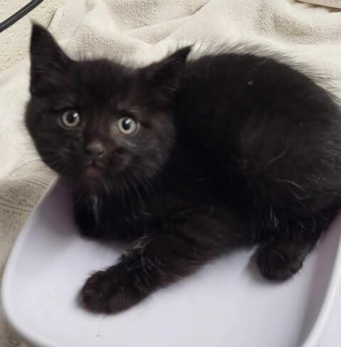 Picture of the Animal Listed