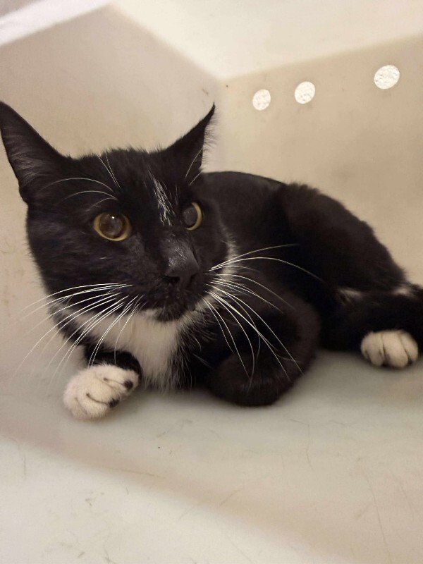 Picture of the Animal Listed