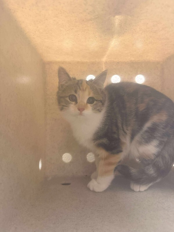 Picture of the Animal Listed