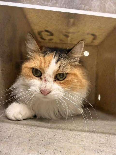 Picture of the Animal Listed