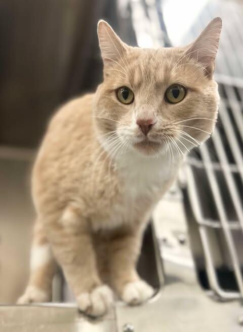 Picture of the Animal Listed