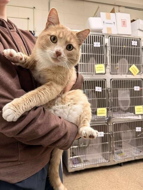 Picture of the Animal Listed