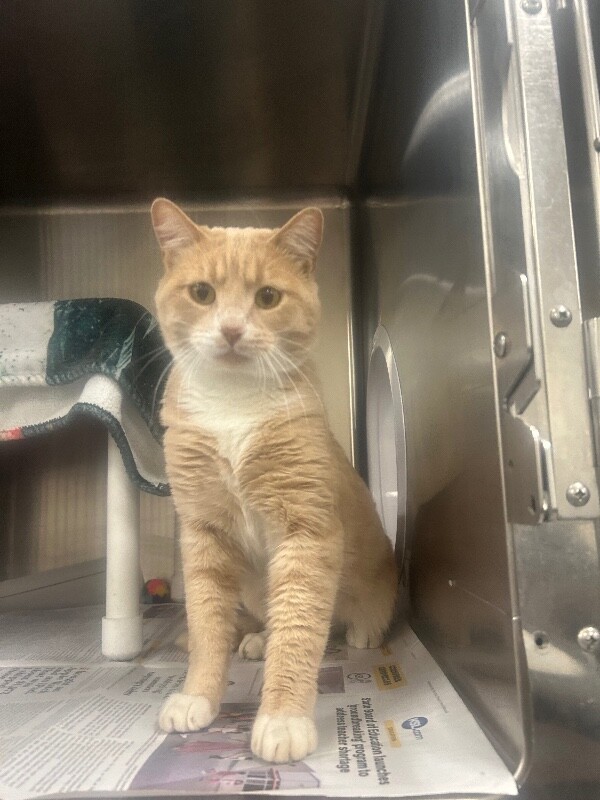 Picture of the Animal Listed