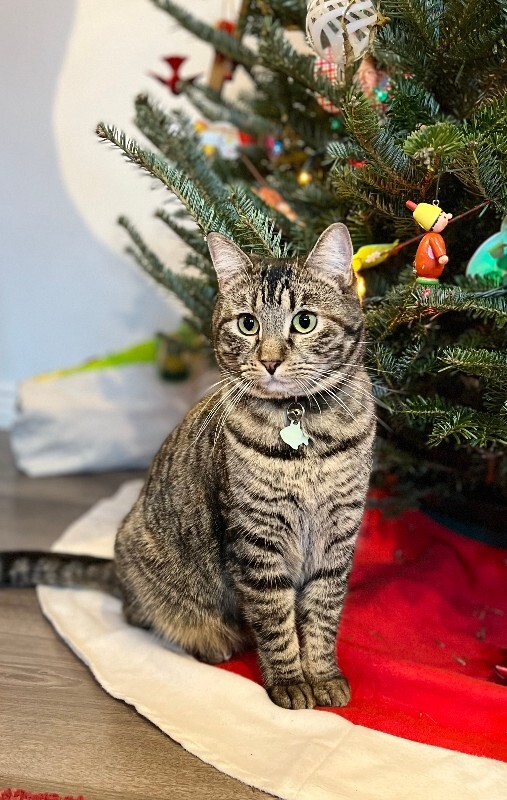 Picture of the Animal Listed