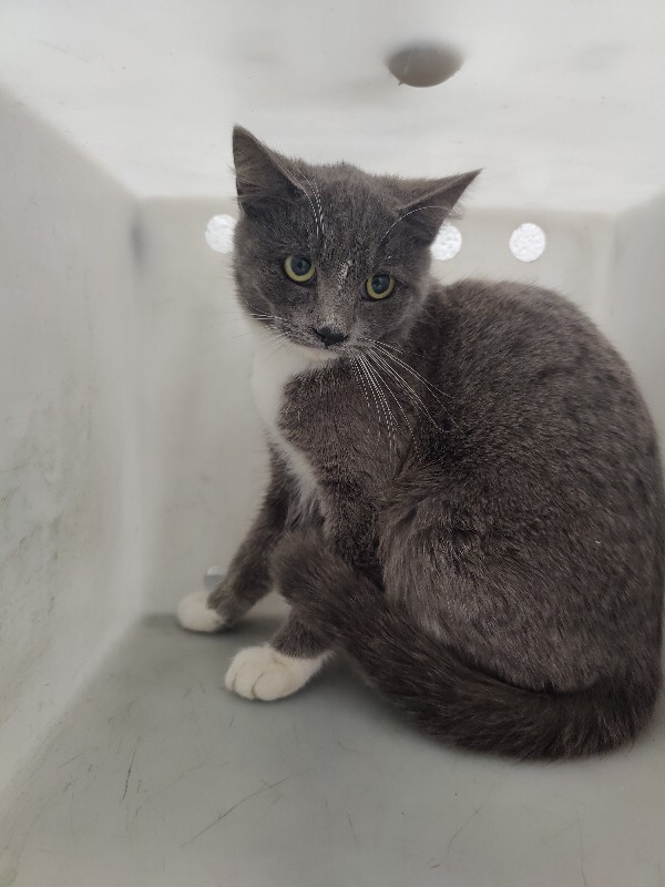 Picture of the Animal Listed