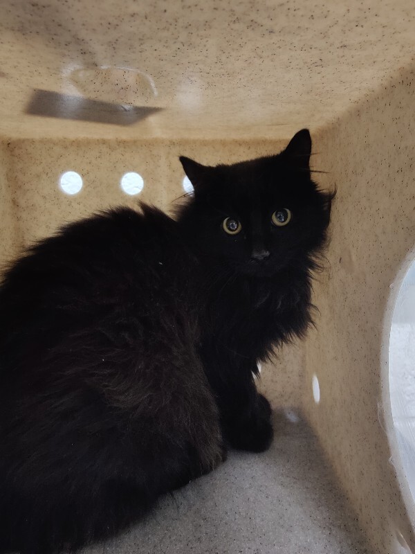 Picture of the Animal Listed