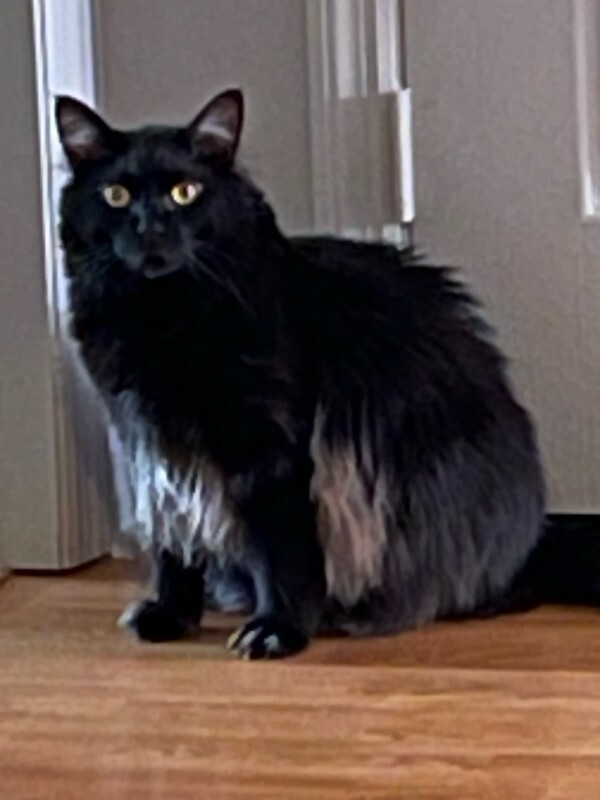 Picture of the Animal Listed