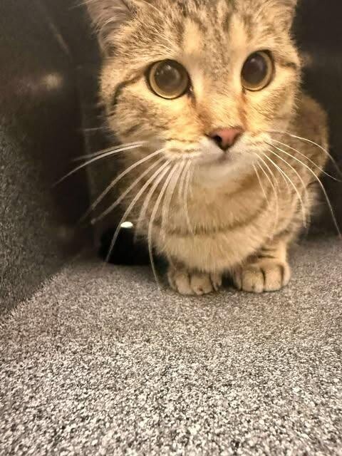 Picture of the Animal Listed