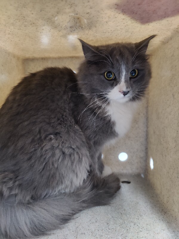 Picture of the Animal Listed