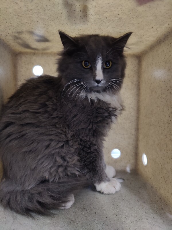 Picture of the Animal Listed