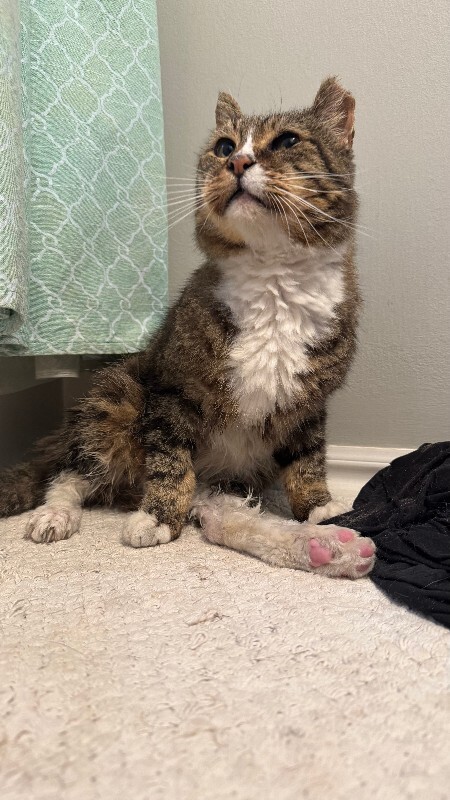 Picture of the Animal Listed