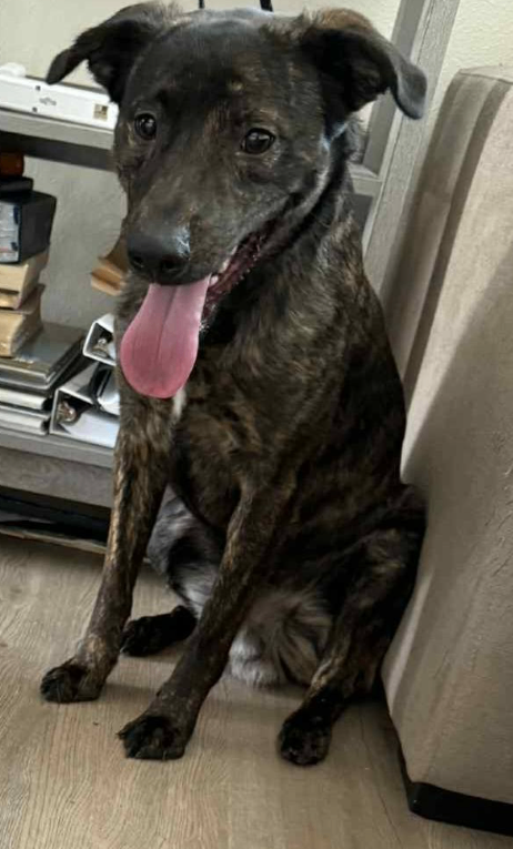 Picture of the Animal Listed