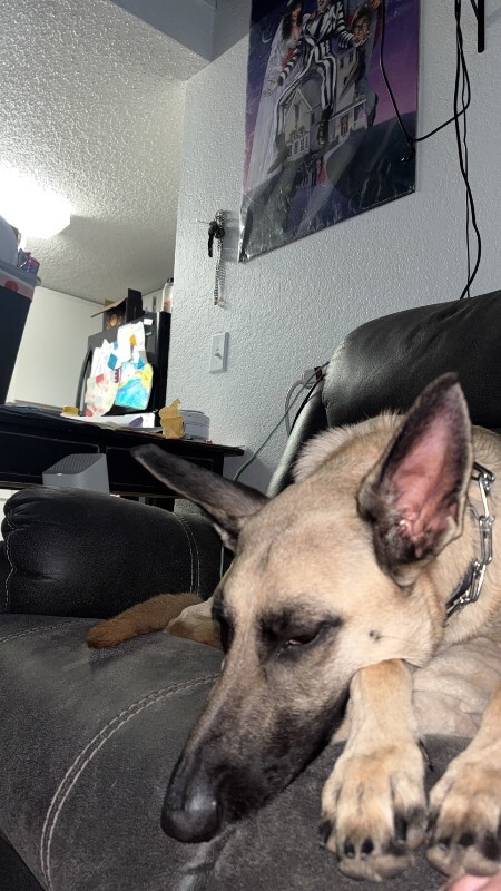 Picture of the Animal Listed