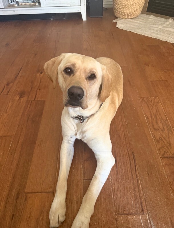 Picture of the Animal Listed