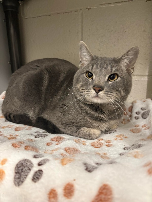 Picture of the Animal Listed