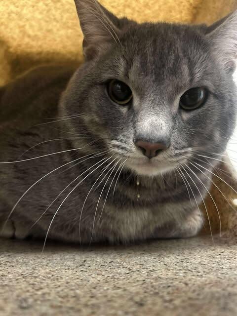 Picture of the Animal Listed