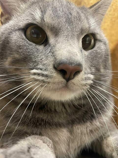 Picture of the Animal Listed