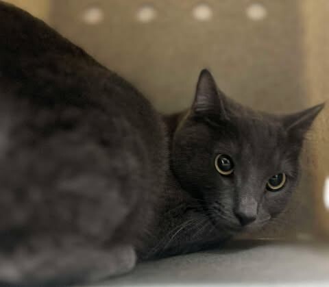 Picture of the Animal Listed