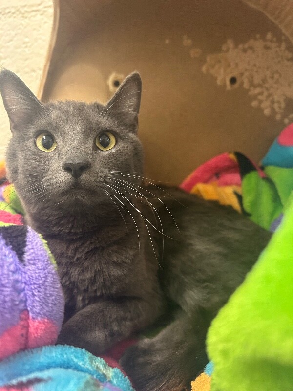 Picture of the Animal Listed