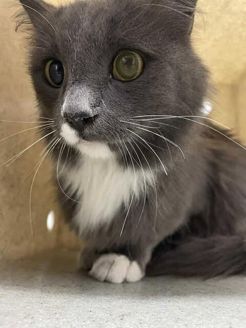 Picture of the Animal Listed