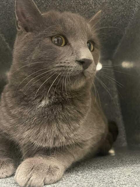 Picture of the Animal Listed