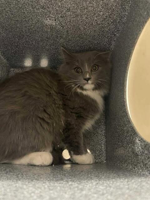 Picture of the Animal Listed