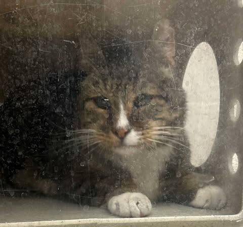 Picture of the Animal Listed