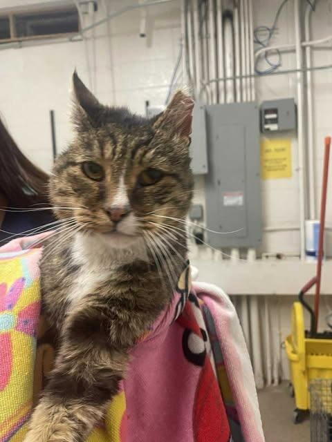 Picture of the Animal Listed