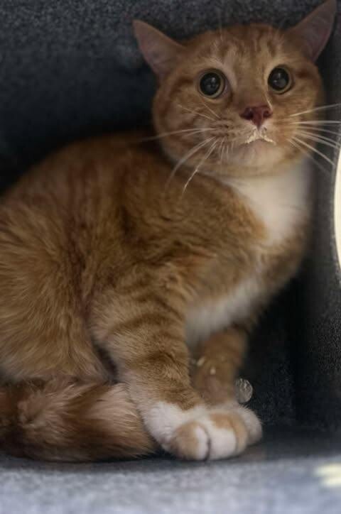 Picture of the Animal Listed