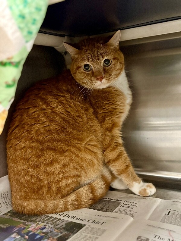 Picture of the Animal Listed