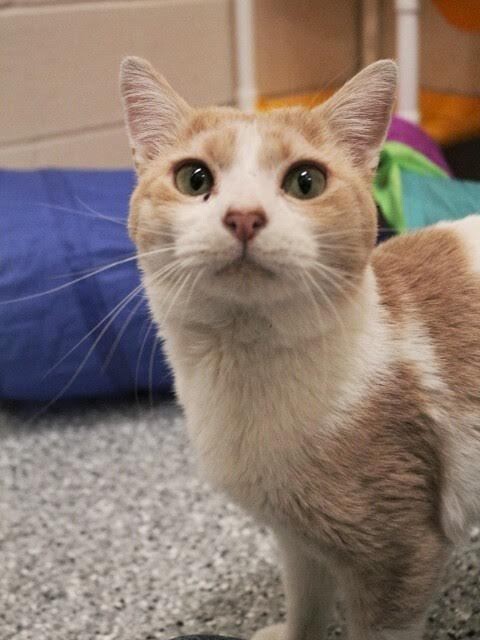 Picture of the Animal Listed