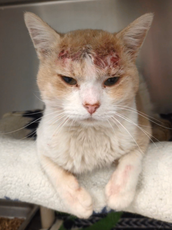 Picture of the Animal Listed